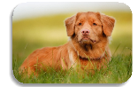 Рыжий щенок - 61 фото - картинки: смотреть онлайн